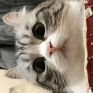 🤨 0ec856e2 cat, kitten, pet, animal, cute, eyes, domestic cat telegram sticker