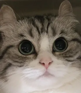 🤨 0f1accd9 cat, cute, pet, animal, feline, mammal telegram sticker