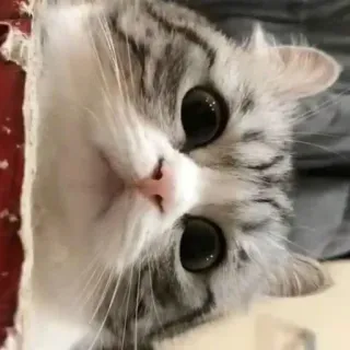 🤨 51ee42b0 cat, kitten, cute, animal, pet, domestic cat, mammal telegram sticker