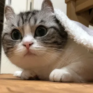 😊 5910d991 cat, animal, cute, pet, domestic animal, feline, domestic cat telegram sticker