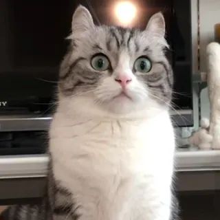 😱 61e2e639 cat, surprised, cute, animal, kitten telegram sticker