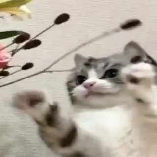 ❤️ 812d4040 cat, kitten, animal, cute, pet, domestic cat, mammal, feline telegram sticker