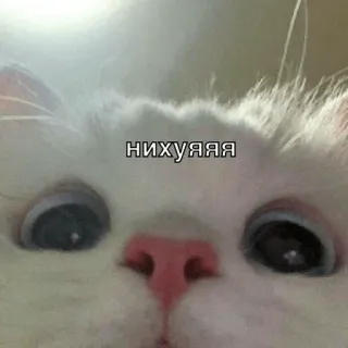 😬 320dcf0d нихуяяя cat, funny, offensive, meme, animal telegram sticker