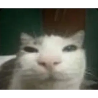 😁 370ebe41 gato, animal, mascota, felino, animal doméstico, mamífero telegram sticker
