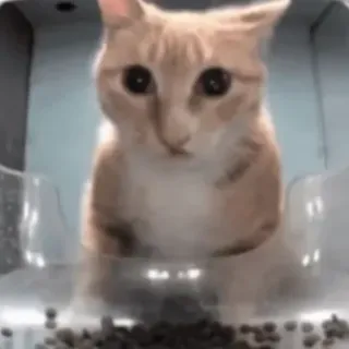 😦 481ca832 gato, gatito, animal, mascota, lindo, felino telegram sticker