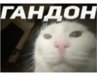 😁 6b403ee2 ГАНДОН gato, ofensivo, ruso, animal telegram sticker
