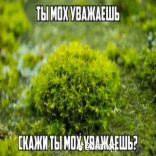 🤨 6bbdbf36 ТЫ МОХ УВАЖАЕШЬ
СКАЖИ ТЫ МОХ УВАЖАЕШЬ? musgo, respeto, naturaleza, meme, ruso, planta, verde telegram sticker