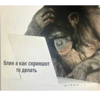 🦧 7228fc8f блин а как скриншот то делать mono, ordenador, captura de pantalla, simio, portátil, pregunta, pensando telegram sticker
