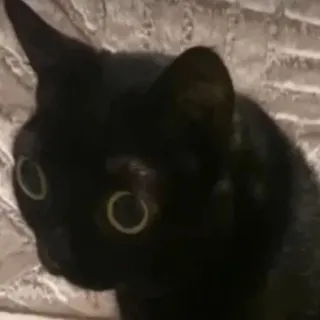 😳 9f613c0d gato, gato negro, animal, mascota, lindo, animal doméstico, ojos telegram sticker