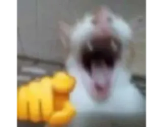 😂 b78123fa gato, dedo corazón, gesto ofensivo, animal, grosero telegram sticker