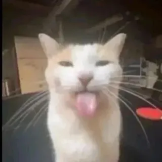 😝 d0cc70af gato, animal, mascota, lengua, gracioso, lindo telegram sticker