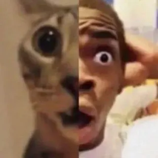 😨 ed927eb2 gato, persona, cara, pantalla dividida, meme, gracioso, animal, impactado telegram sticker