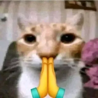 🙏 f91429bf gato, meme, rezando, emoji, mascota, lindo telegram sticker