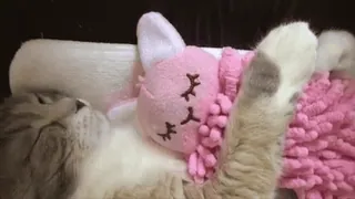 🥺 335e70a4 猫, 宠物, 小猫, 睡觉, 玩具, 可爱, 动物 telegram sticker