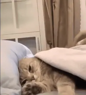 😈 36e6408f 猫, 宠物, 动物, 床, 睡觉, 可爱, 家养 telegram sticker