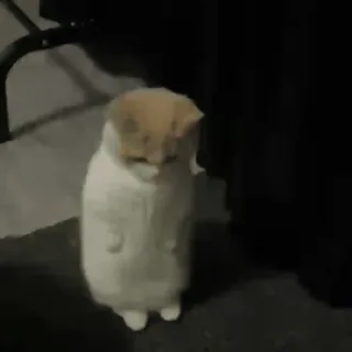 🙁 47ab3399 猫, 可爱, 迷人, 动物, 宠物, 站立 telegram sticker