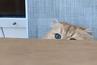 🙄 6d67e89b 猫, 可爱, 偷看, 动物, 家畜, 宠物, 橘猫 telegram sticker