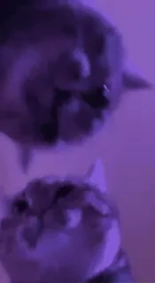 😻 7430951c telegram sticker