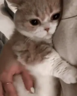 🥺 81236cb2 猫, 小猫, 可爱, 宠物, 动物, 家养, 猫科 telegram sticker