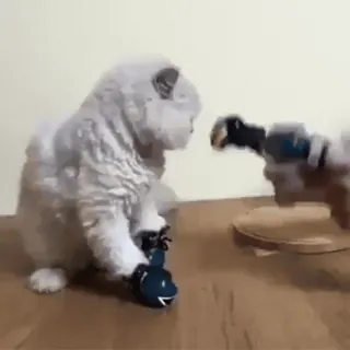 😒 85aa4df9 狗, 小狗, 动物, 可爱, 玩, 玩具 telegram sticker