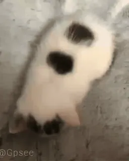 🤍 9cce86ab @Gpsee 猫, 动物, 可爱, 小猫, 宠物 telegram sticker