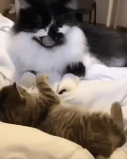 😒 b64da433 猫, 小猫, 顽皮, 动物, 家畜 telegram sticker