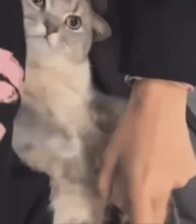 ☹️ b81b248c 猫, 动物, 宠物, 可爱, 搞笑 telegram sticker