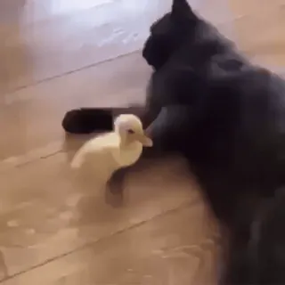 😒 eeceb7fe 猫, 小鸭, 动物, 友谊, 可爱, 宠物 telegram sticker