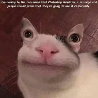 😒 2c30dde7 I'm coming to the conclusion that Photoshop should be a privilege and people should prove that they're going to use it responsibly. photoshop, privilège, responsabilité, chat, mème, drôle, béluga whatsapp sticker