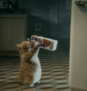 😋 81457027 chat, boire, animal, drôle, mignon, chat orange whatsapp sticker