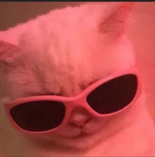 😈 d121e30b chat, lunettes de soleil, chat cool, animal whatsapp sticker