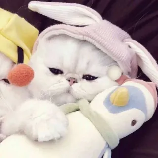 😴 e5bbddcf chat, chaton, lapin, peluche, animal, animal de compagnie, mignon whatsapp sticker