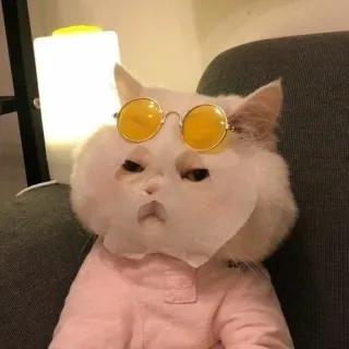 😐 eacea938 chat, lunettes, animal, animal de compagnie, drôle, mignon whatsapp sticker