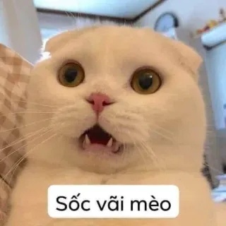 😱 f88b3930 Sốc vãi mèo chat, choqué, mème, drôle, animal, animal de compagnie, effrayé whatsapp sticker