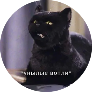 😨 246aa61a *унылые вопли* mèo, mèo đen, buồn, khóc, meme telegram sticker