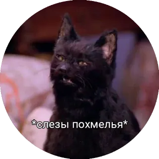 😰 37d3c886 *слезы похмелья* mèo, mèo đen, say xỉn, nước mắt, meme telegram sticker