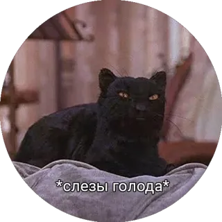 🍟 4d11cfc9 *слезы голода* mèo, mèo đen, buồn, đói, nga telegram sticker