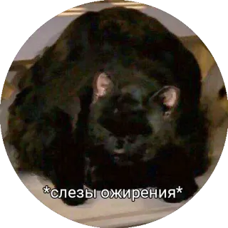 🐖 fd0d4e0f *слезы ожирения* mèo, mèo đen, béo, béo phì, nước mắt telegram sticker
