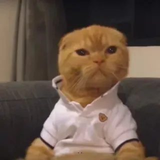 😐 0a6732dc cat, animal, orange, shirt, pet, domestic telegram sticker