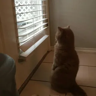 ☹️ 295c152b cat, window, animal, domestic cat, pet, standing telegram sticker