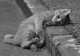 😔 2c22b00f cat, kitten, animal, pet, playful, cute telegram sticker