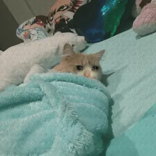 😭 439d958b cat, kitten, sad, blanket, cute, animal telegram sticker