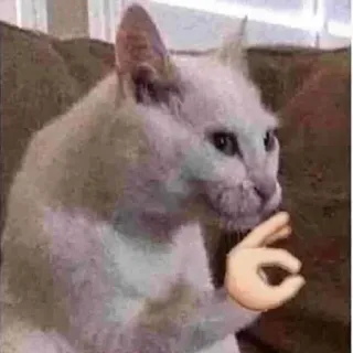 👌 4eb73f24 cat, okay gesture, meme, animal, funny, pet telegram sticker