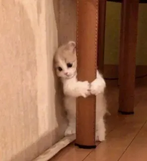 😔 575ce4ed kitten, cat, cute, hiding, animal, pet telegram sticker