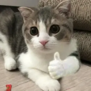 👍 58c5c7a8 cat, thumbs up, animal, cute, positive telegram sticker