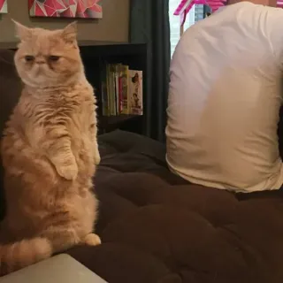 😐 6535d0ea cat, pet, animal, domestic cat, standing cat, exotic shorthair cat telegram sticker