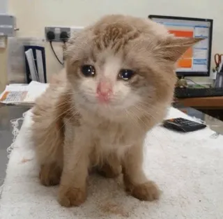 😭 69913e7d cat, crying, sad, animal, pet, distressed telegram sticker