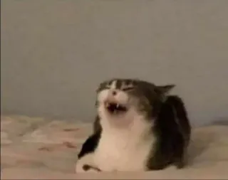 😂 6ae1269b cat, animal, meme, funny, expression, scream telegram sticker
