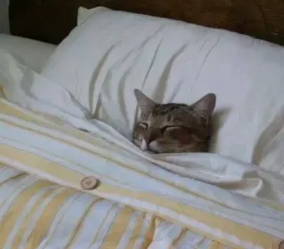 😴 708b47c8 cat, sleeping, bed, animal, domestic cat, pet, bedroom telegram sticker