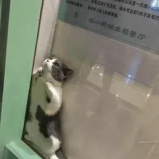 😕 9f007788 是一只小城
在20千克左右,体长可达到1米不算尾門
4050米),是世界上最大的家养品。
貓小時貓金態餐厅 cat, restaurant, animal, pet telegram sticker